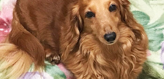 犬