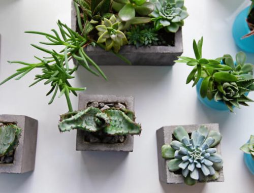 観葉植物