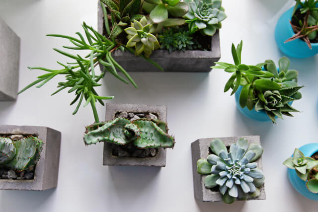 観葉植物